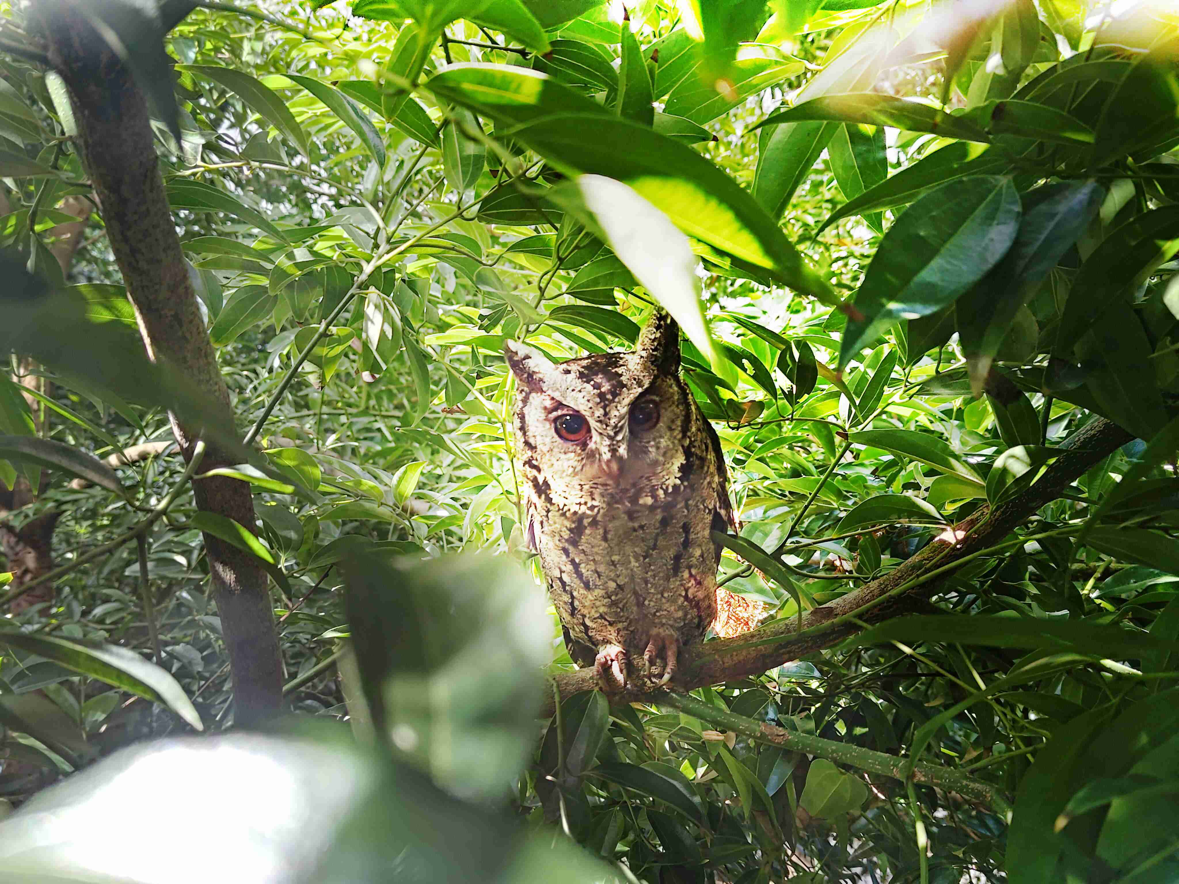 尊龙集团致力提倡净零绿生活，，，，16年以来在全球各厂区植树逾百万棵，，，造就各厂区树木蔚然成林，，，犹如森林工厂，，成为许多生物的栖息地